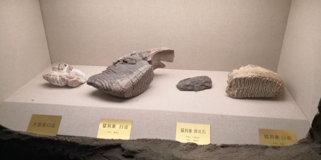헤이룽장성(흑룡강성) 박물관