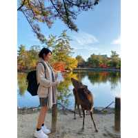 「日本奈良公園」小鹿+紅葉 | 秋天首选打卡圣地