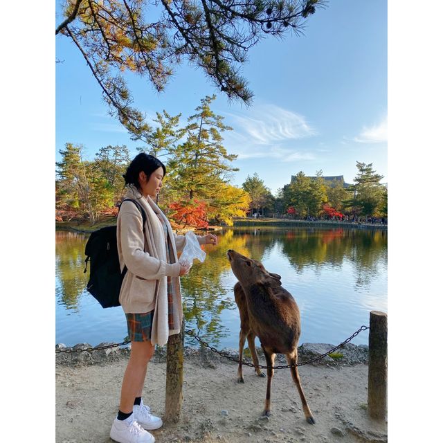 「日本奈良公園」小鹿+紅葉 | 秋天首选打卡圣地