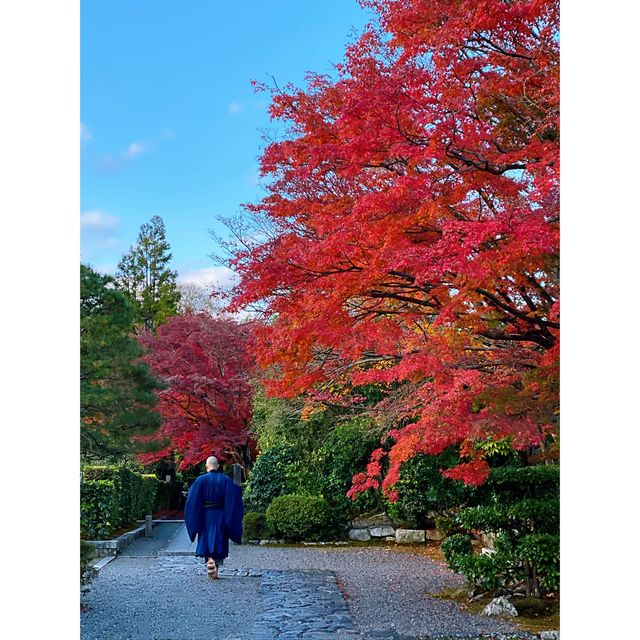  看红叶看山看小桥流水！租和服拍照超美！| 日本京都嵐山