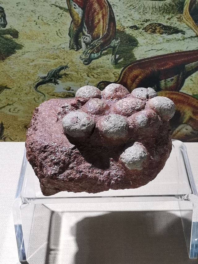 Heyuan City Museum (Heyuan Dinosaur Museum)