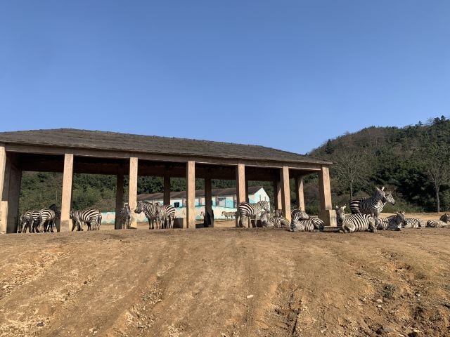 항저우 야생동물원(항주 야생동물세계)