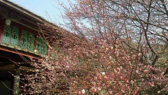 正是赏梅花的好季节，林阳寺的梅园梅花盛开花枝招展争相斗艳，粉