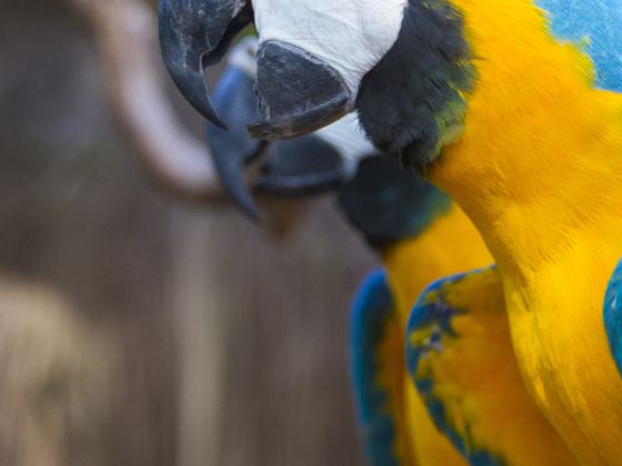 Hainan Tropical Birds World