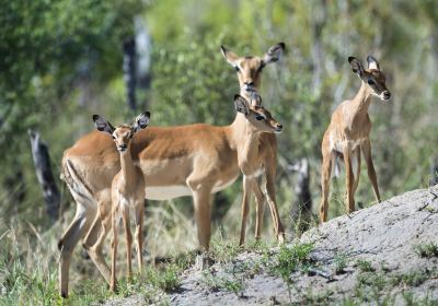 South Luangwa National Park