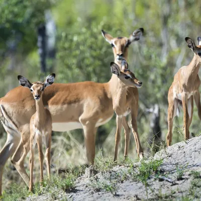 Maramba River Lodge