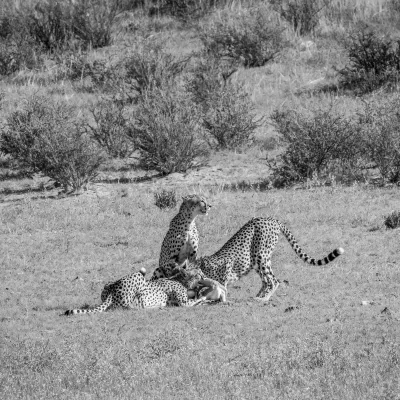 IndiGo to Arusha