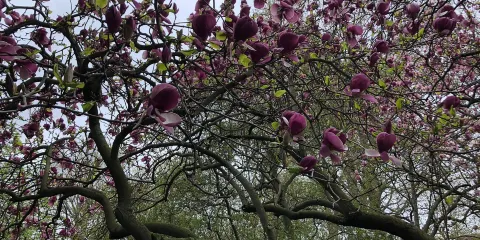 富山縣常願寺川公園