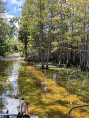 Captain Steve's Swamp Buggy Adventures