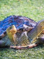 芭堤雅怪物水族館