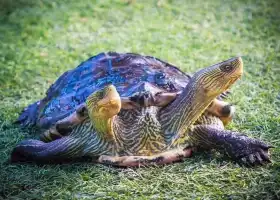 芭達雅怪物水族館