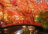 日本紅葉 2025 日本人氣賞楓景點推介 教你如何預測最佳觀賞期！