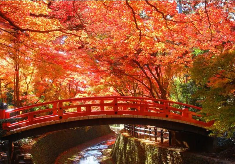 日本紅葉22 日本紅葉最佳觀賞時間 人氣賞楓景點推介 遊記攻略 Trip Com遊玩攻略