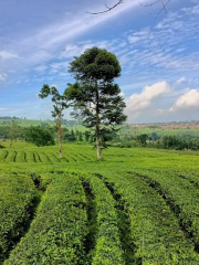 Ciater Cagak Wisata Kebun Teh