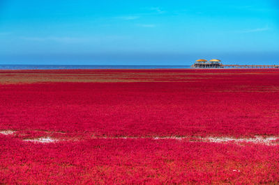 Red Beach Scenic Area
