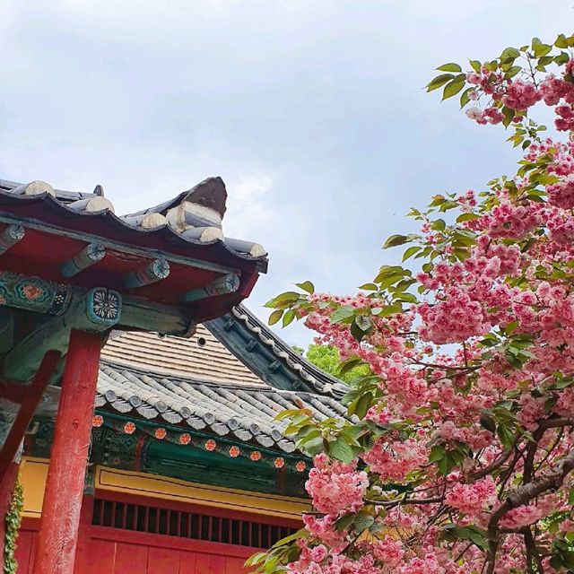 겹벚꽃과 청벚꽃 명소, 개심사