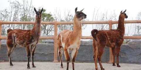 台州灣野生動物園