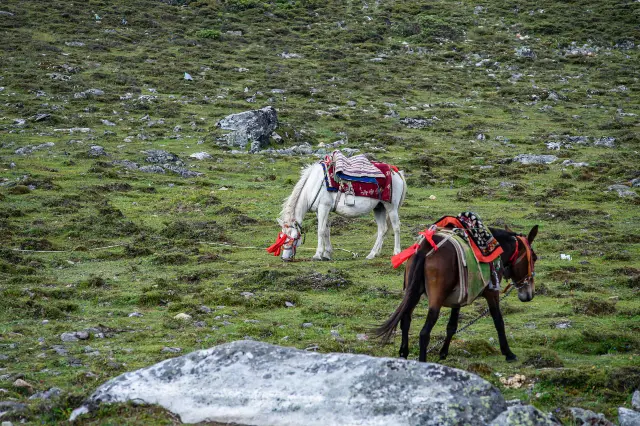 Horse Riding in Daocheng
