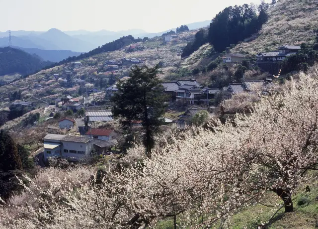 Plum Blossom Viewing in Nara