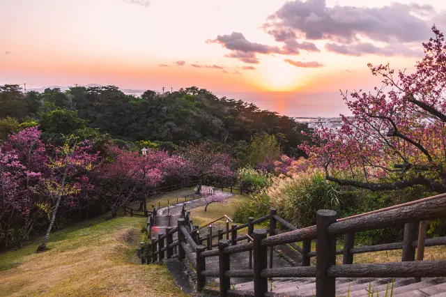 Cherry Blossom Viewing in Okinawa Prefecture