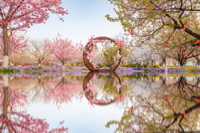 Cherry Blossom Viewing in Zhengzhou