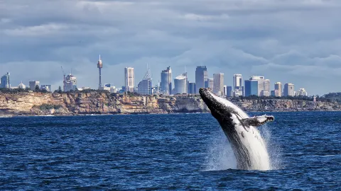 Whale Watching at Sea in Sydney attraction in Sydney