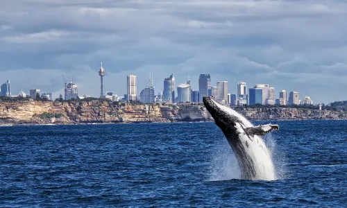 Whale Watching at Sea in Sydney