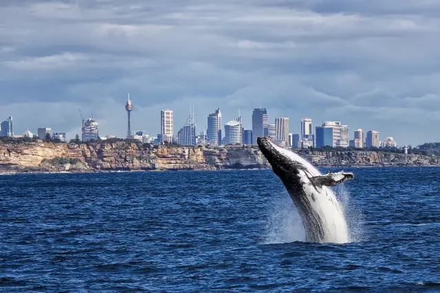 Whale Watching At Sea in Sydney
