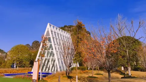 Osmanthus Commune attraction in Guilin