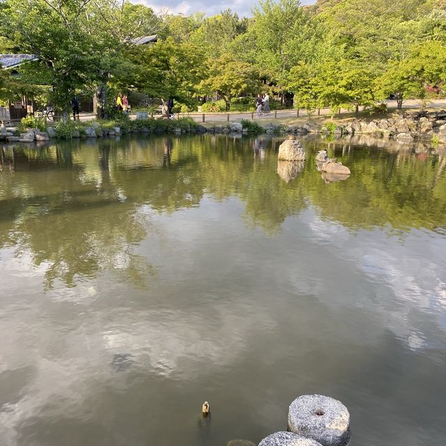 京都旅行！円山公園へ！