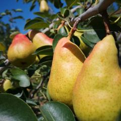 大丰收农家园 User Photo