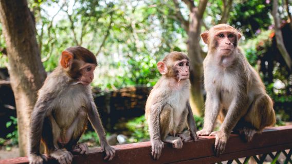 ทัวร์ส่วนตัวพร้อมไกด์นำเที่ยวเกาะ Sanya Monkey Island Park Boundary Island หนึ่งวัน