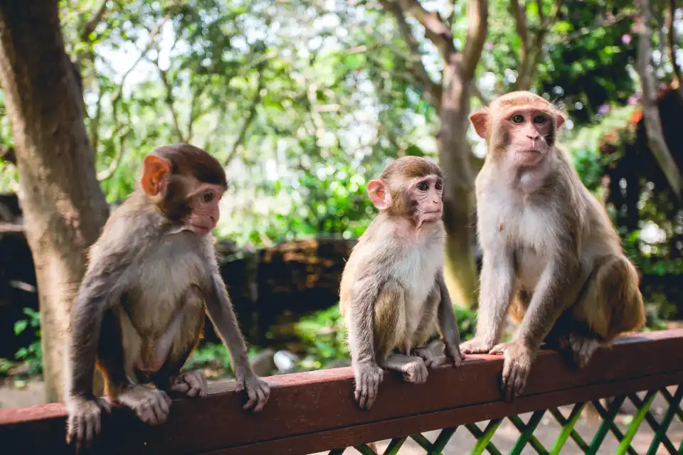 5_Nanwan Monkey Islet