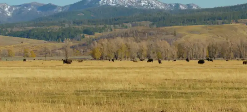 Hotels in West Yellowstone