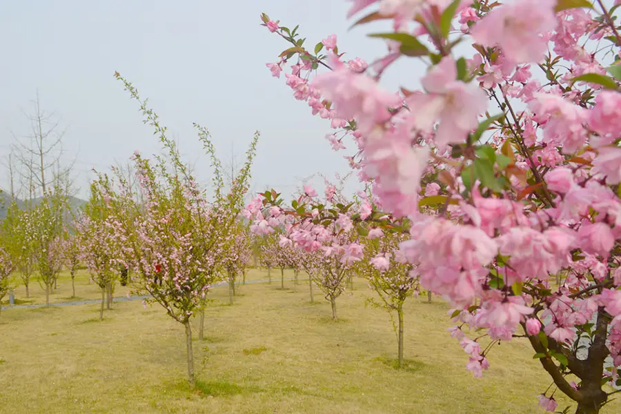 Jiuzhen Mountain Peach Colony