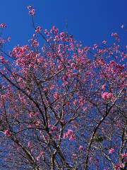 桜の谷