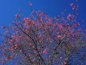 桜の谷