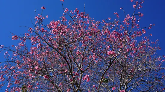 Sakura Valley