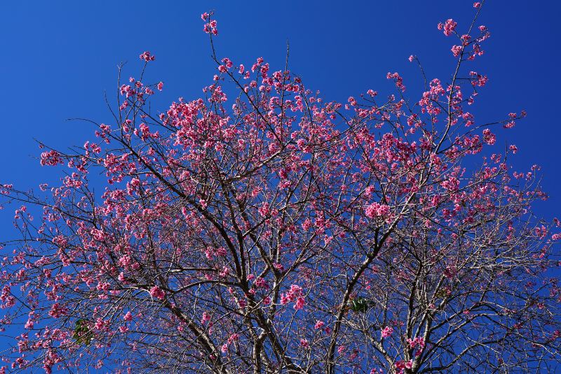 桜の谷