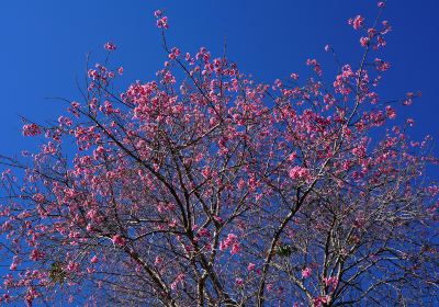 Sakura Valley