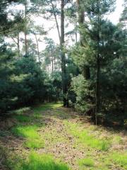 Blackbutt Nature Reserve