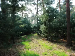 Blackbutt Nature Reserve