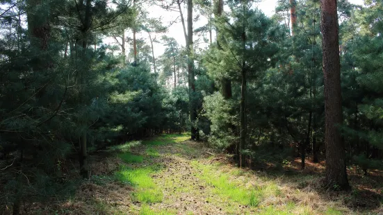 Blackbutt Nature Reserve