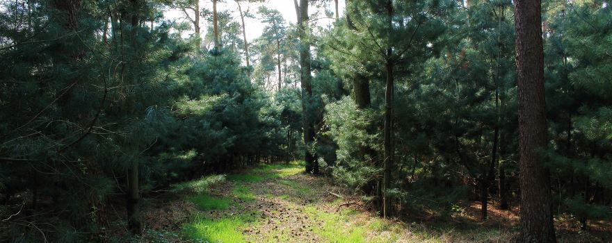 Blackbutt Nature Reserve