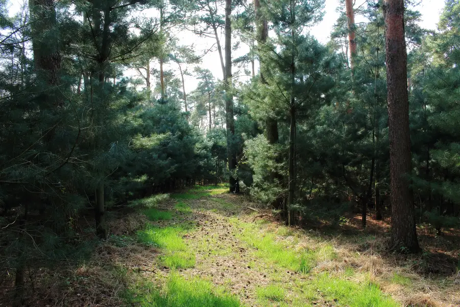 Blackbutt Nature Reserve