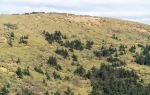 Damu Mountain Pasture