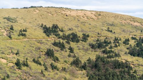 Damu Mountain Pasture