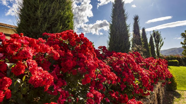 Dalat City Flower Garden