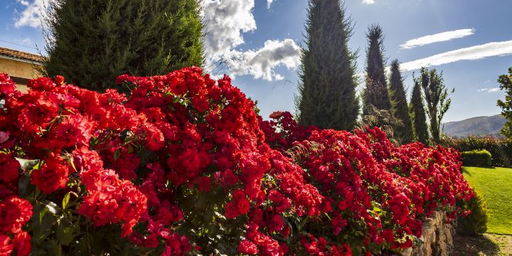 Dalat City Flower Garden