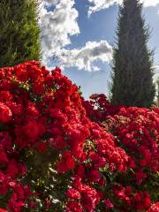 Dalat Flower Park